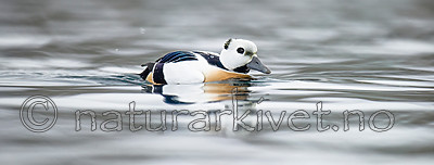 BB 13 0445 / Polysticta stelleri / Stellerand